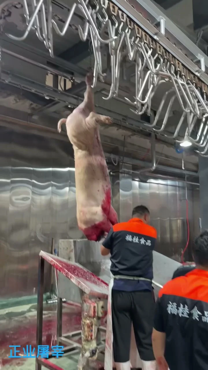 母猪剥皮工位及配套设备实拍