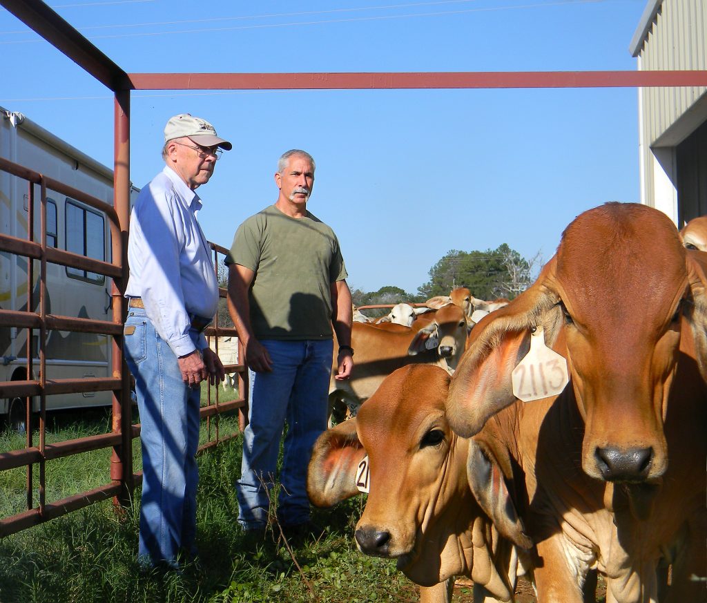 USDA ARS photo of Brahman calves and researchers before a transport study