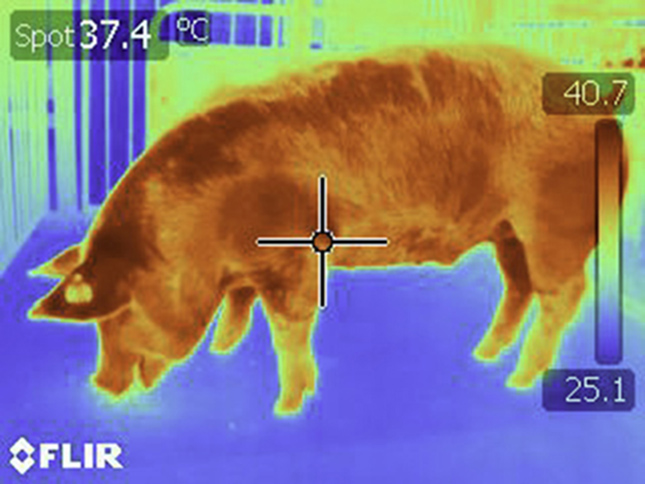 美国农业研究署拍摄的猪体表温度分布热成像照片
