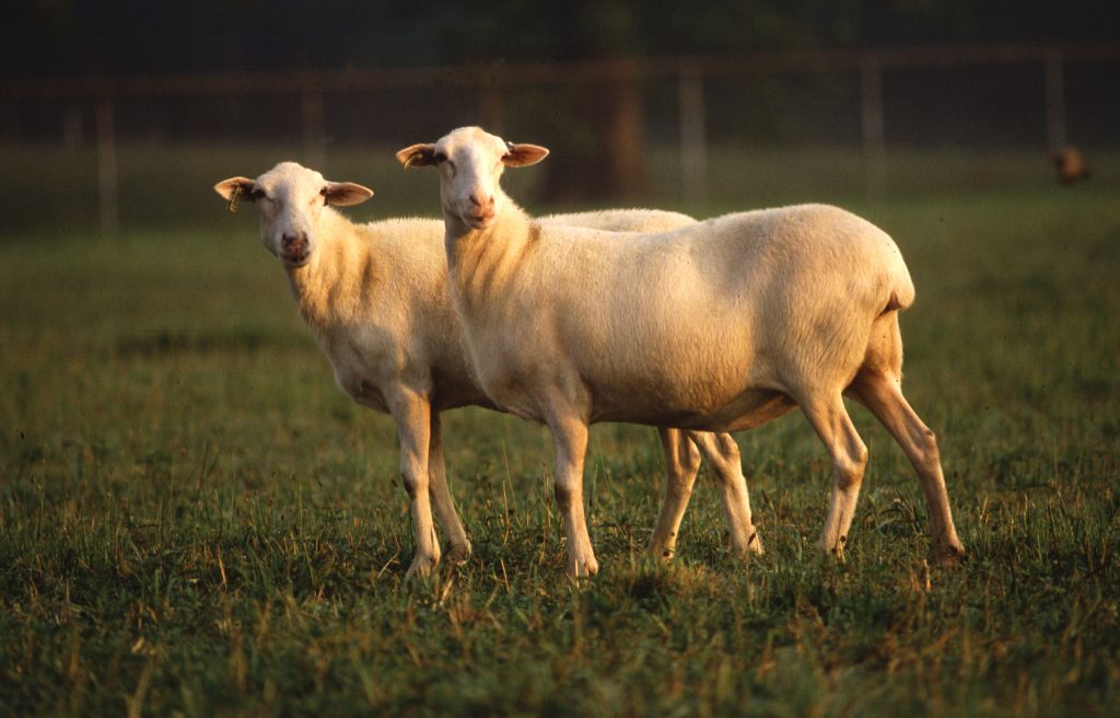 USDA ARS photograph of St. Croix hair sheep in a pasture