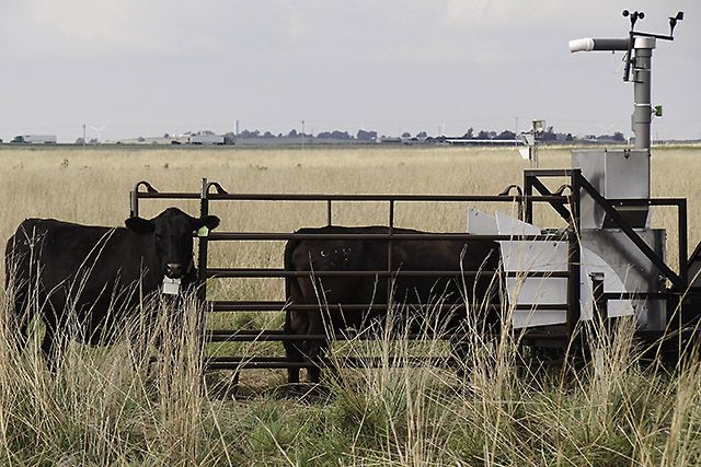 Cattle beside a USDA ARS methane measurement system in Oklahoma