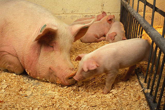 Sow with piglets in a USDA ARS research photograph