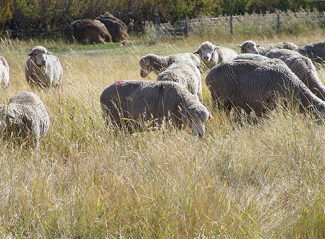 White-faced sheep grazing crop residue and weeds at a USDA ARS experimental site
