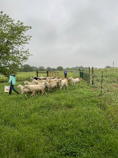 USDA ARS staff leading sheep into a separate pasture in an illustrative photograph