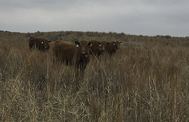 Cattle wearing movement-tracking collars on rangeland in an earlier USDA ARS photo