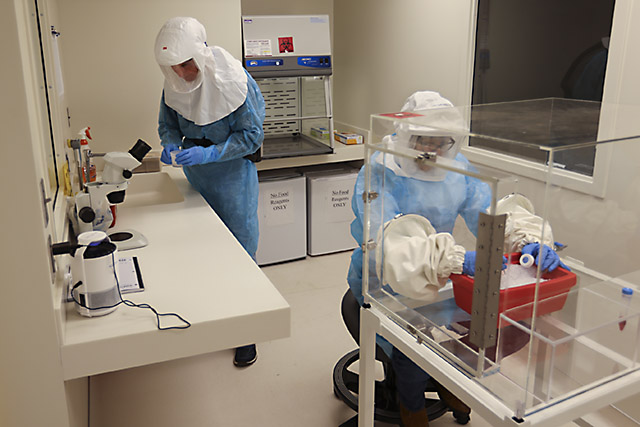 USDA ARS scientists working with mosquitoes in an earlier research laboratory photograph