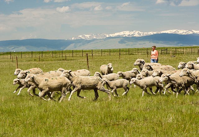 Ewes and lambs moving across a Wyoming pasture in an earlier USDA ARS photograph
