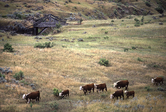 Hereford cattle grazing at the ARS Fort Keogh research range