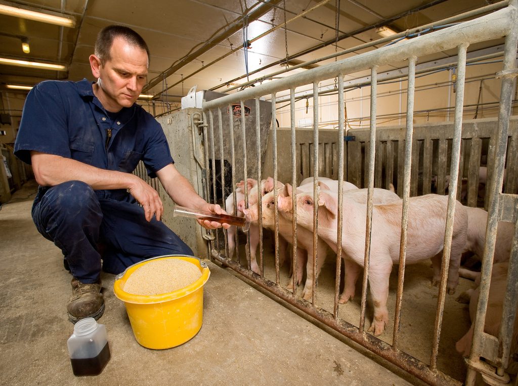 ARS nutritionist Brian Kerr feeds piglets in an archival photograph