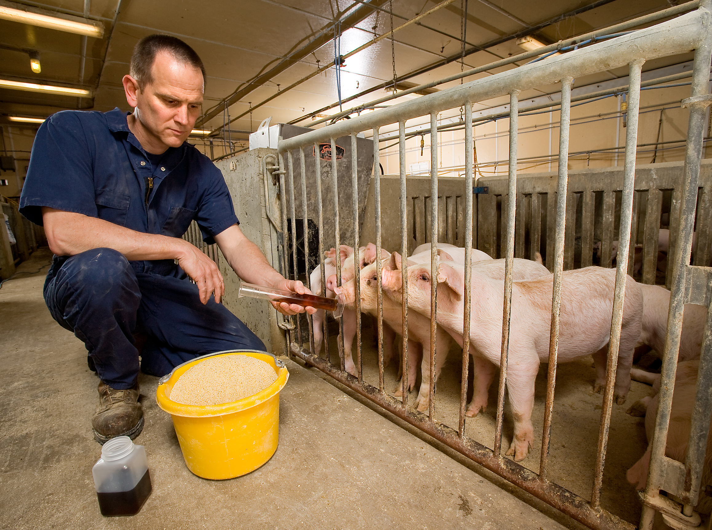 ARS nutritionist Brian Kerr feeds piglets in an archival photograph