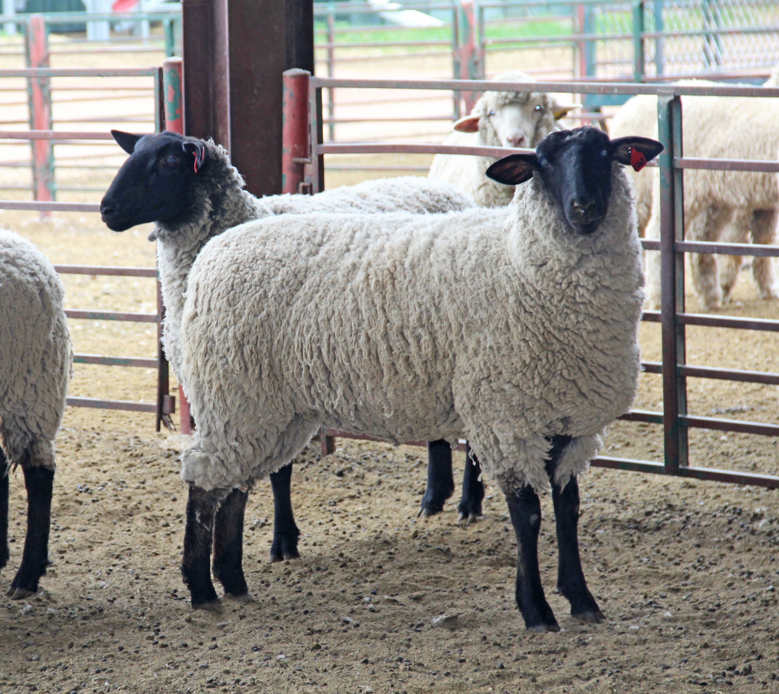 Suffolk rams photographed for the USDA ARS image archive