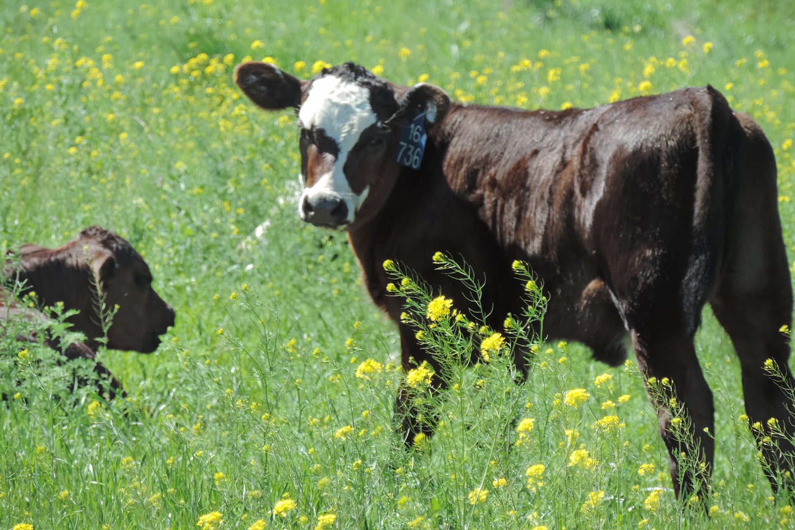 Calves on pasture in a USDA ARS archival photograph