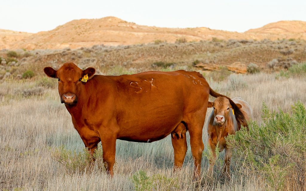 Cow and calf in an archival USDA ARS photograph associated with rumen research