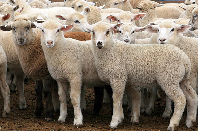 Sheep flock in an archival USDA ARS photograph