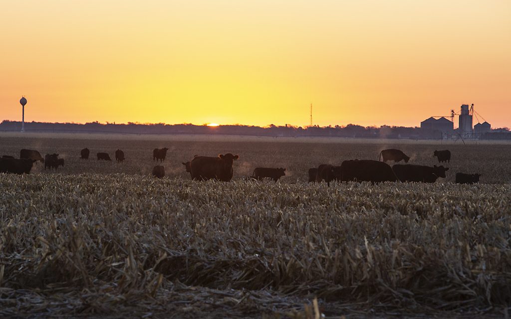 Cattle at sunrise in an archival USDA ARS photograph