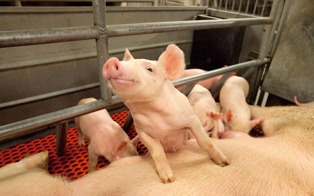 Piglets with a sow in an archival USDA ARS photograph