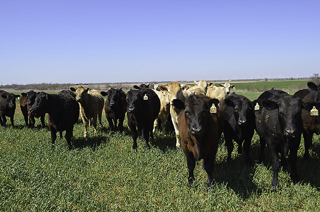 Cattle on pasture in an archival USDA ARS photograph