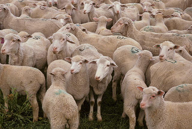 Sheep flock in an archival USDA ARS photograph