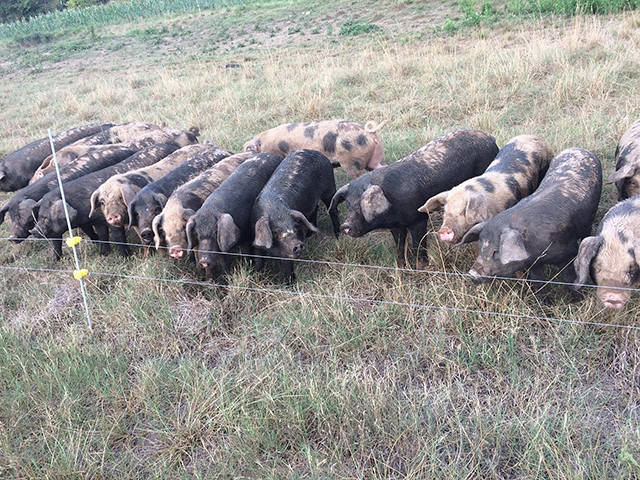 Pigs grazing in an archival USDA ARS photograph
