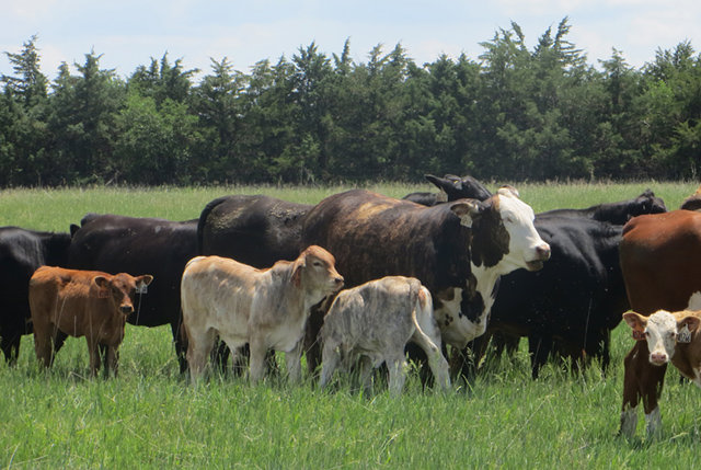 Cattle grazing in an archival USDA ARS photograph