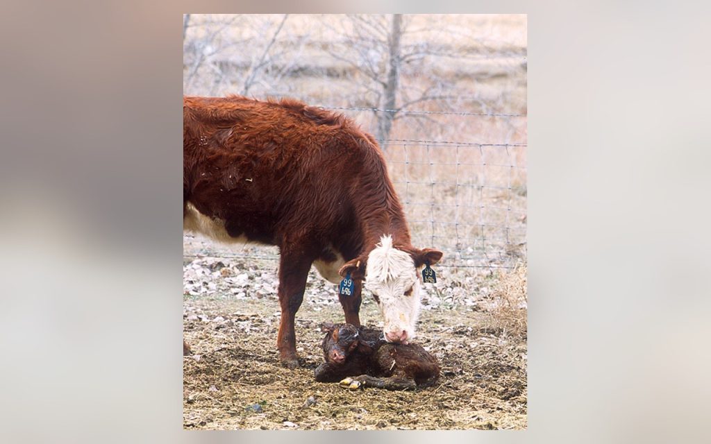 Cow and newborn calf in a USDA ARS archive photograph