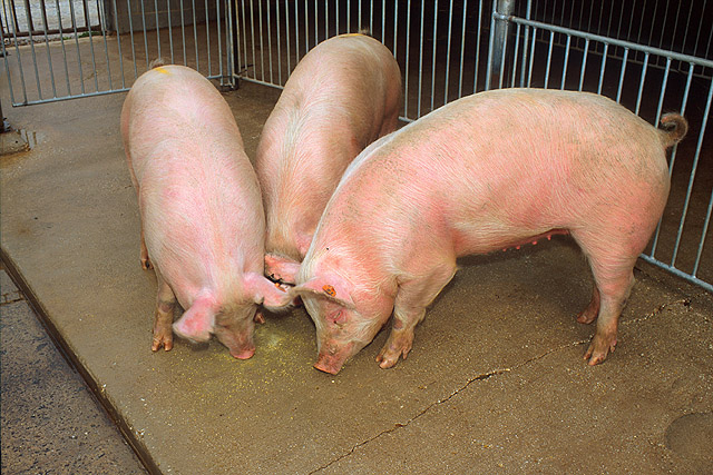 Three pigs in a USDA ARS archive photograph