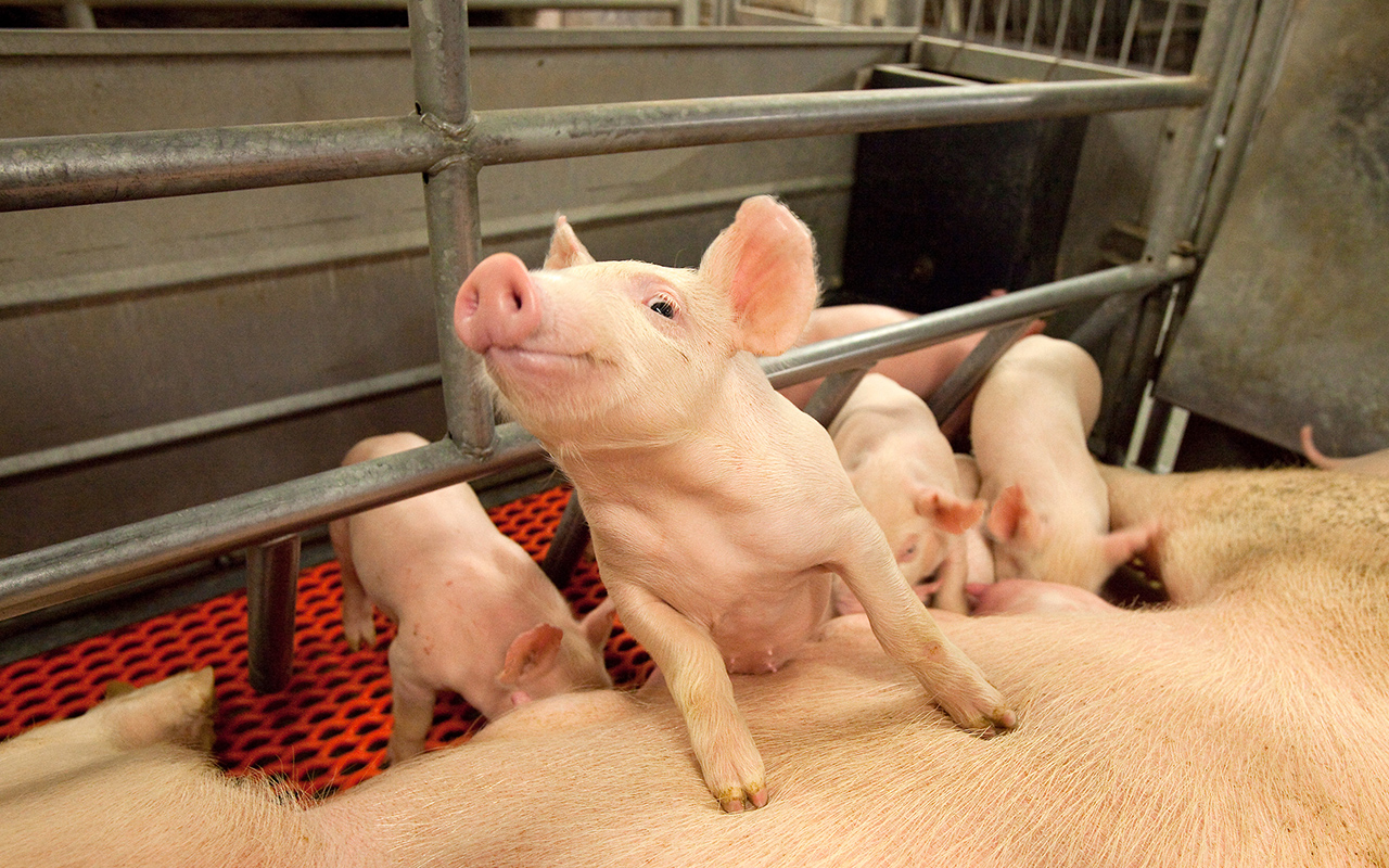 A piglet with a sow in a USDA ARS archive photograph