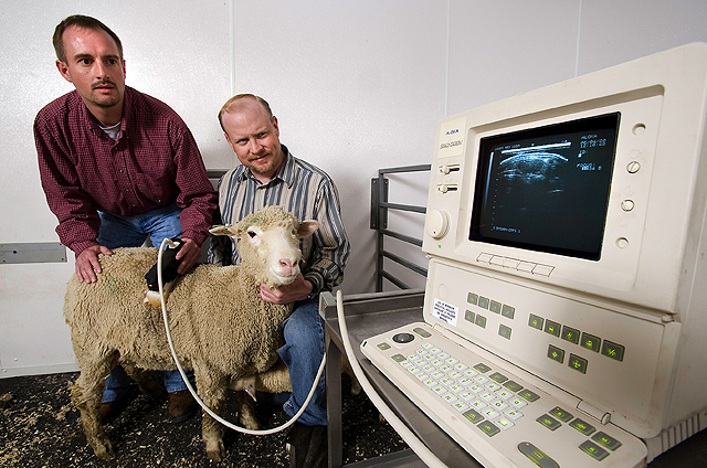 Researchers using ultrasound on a lamb in a USDA ARS archive photograph