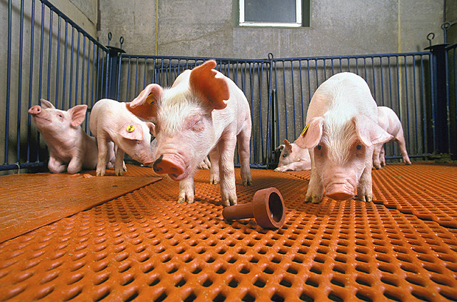 Pigs in a USDA ARS archive photo, unrelated to the camera study